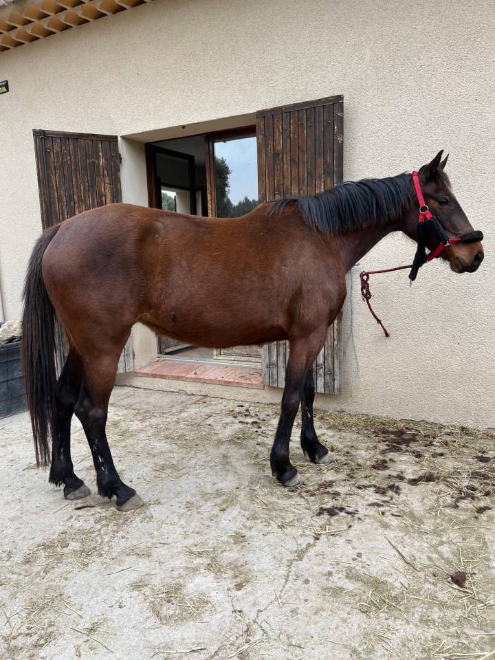 Jument TROTTEUR FRANÇAIS