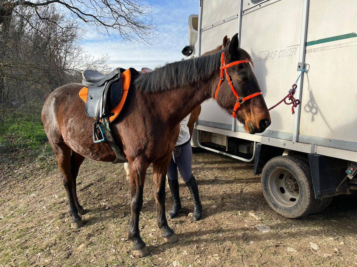 Jument TROTTEUR FRANÇAIS