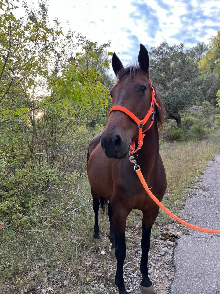 Jument TROTTEUR FRANÇAIS