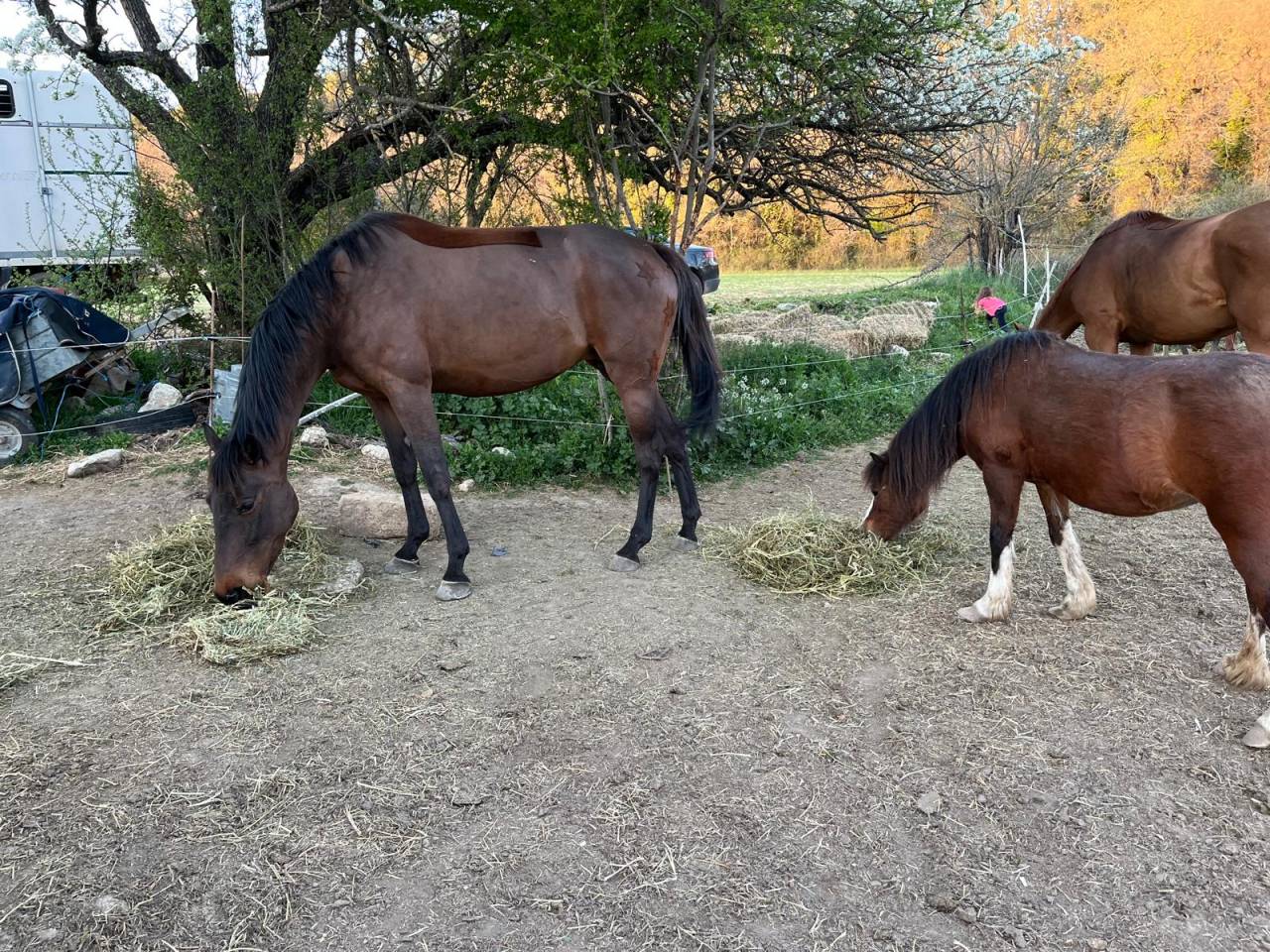 Jument TROTTEUR FRANÇAIS