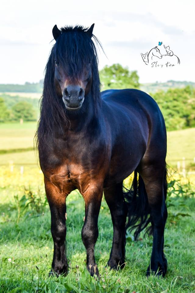 Saillie étalon DARTMOOR approuvé