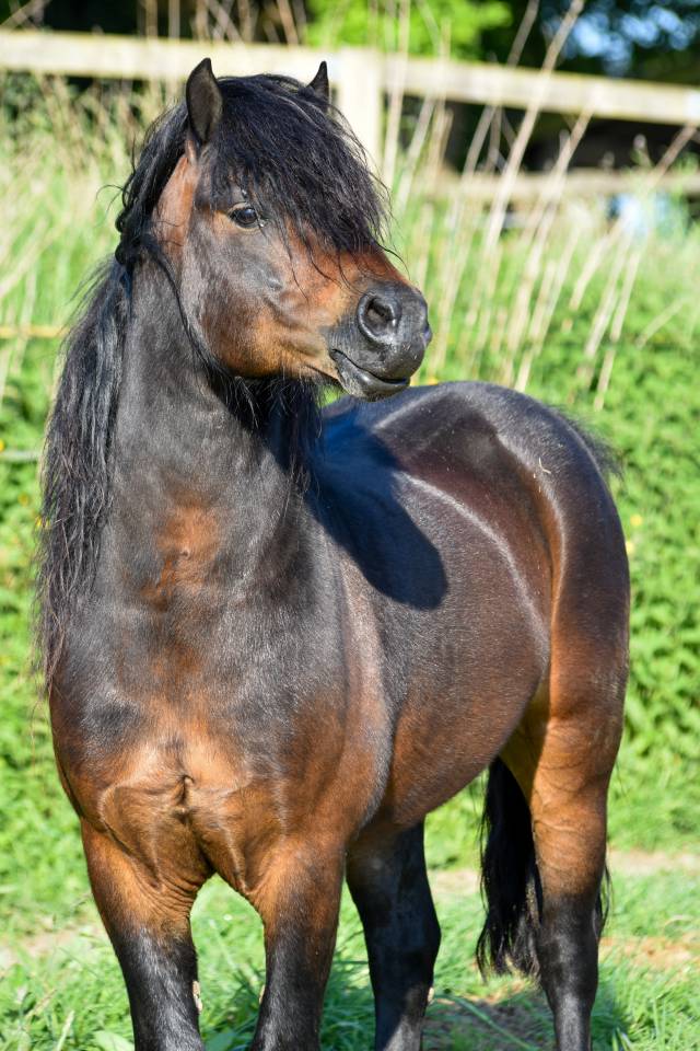 Saillie étalon DARTMOOR approuvé