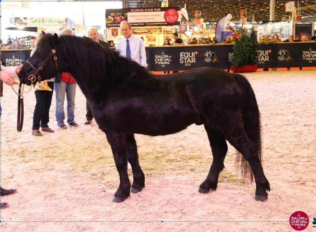 Saillie étalon DARTMOOR approuvé