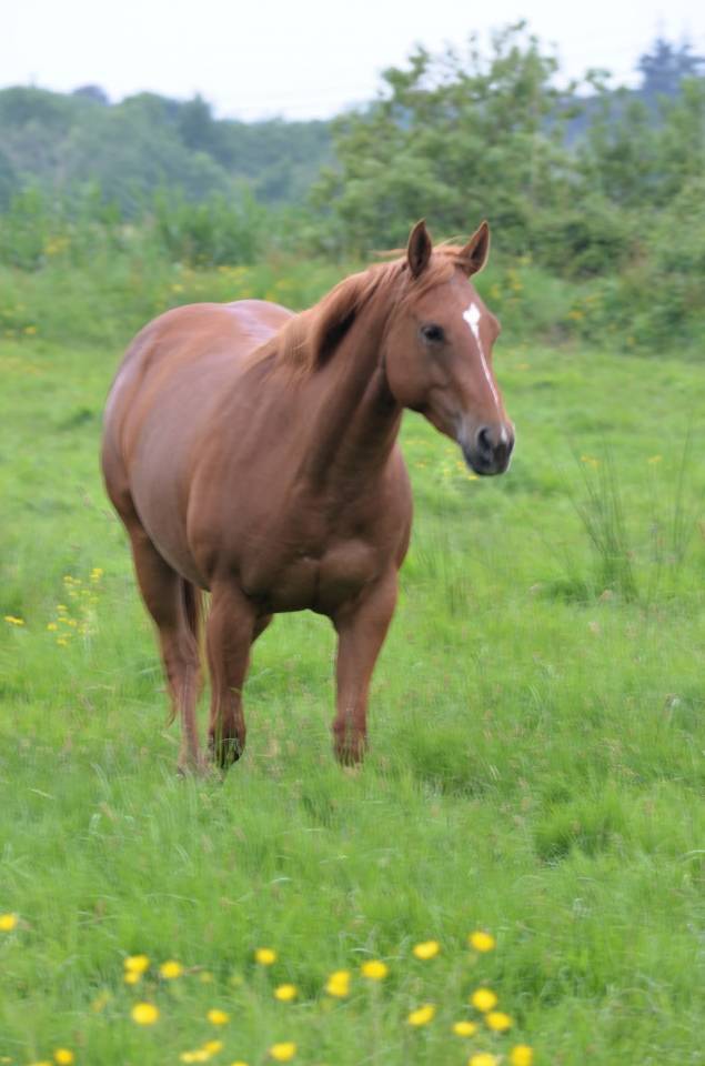 Jument 2022 quarter horse