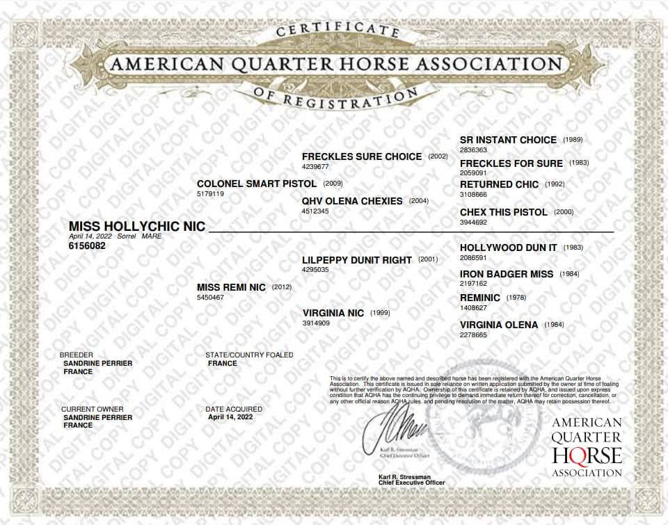 Jument 2022 quarter horse