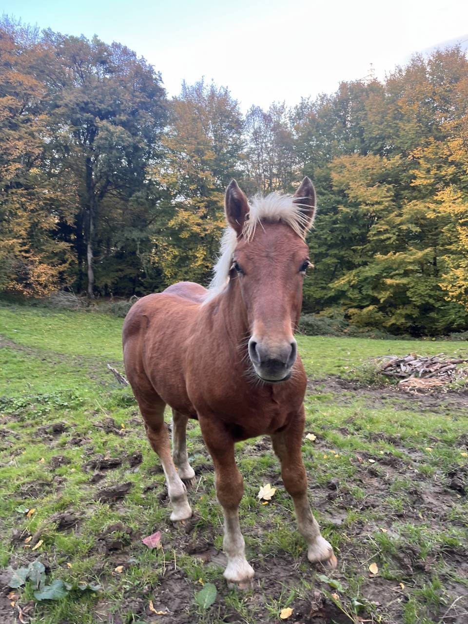 À vendre Pralin