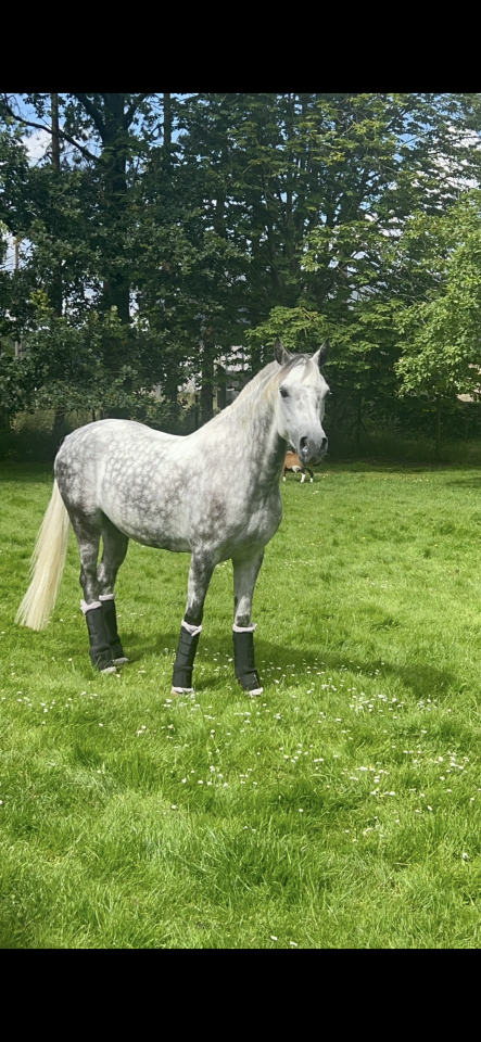 VEND PONEY  OC Gris