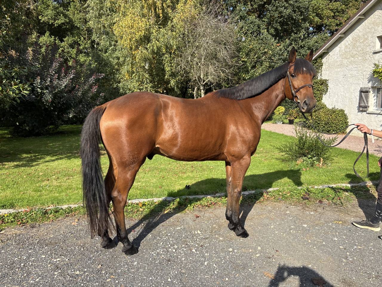 Cheval de loisir 