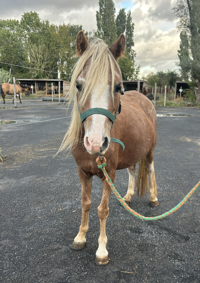 KITKAT - Welsh 1m15 - 4ans