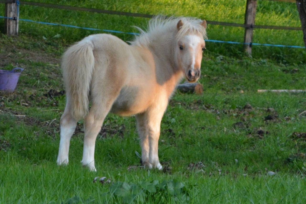 Pouliche pie palomino type shetland 
