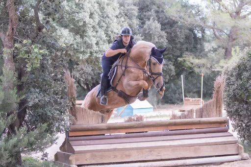 Cheval palomino 
