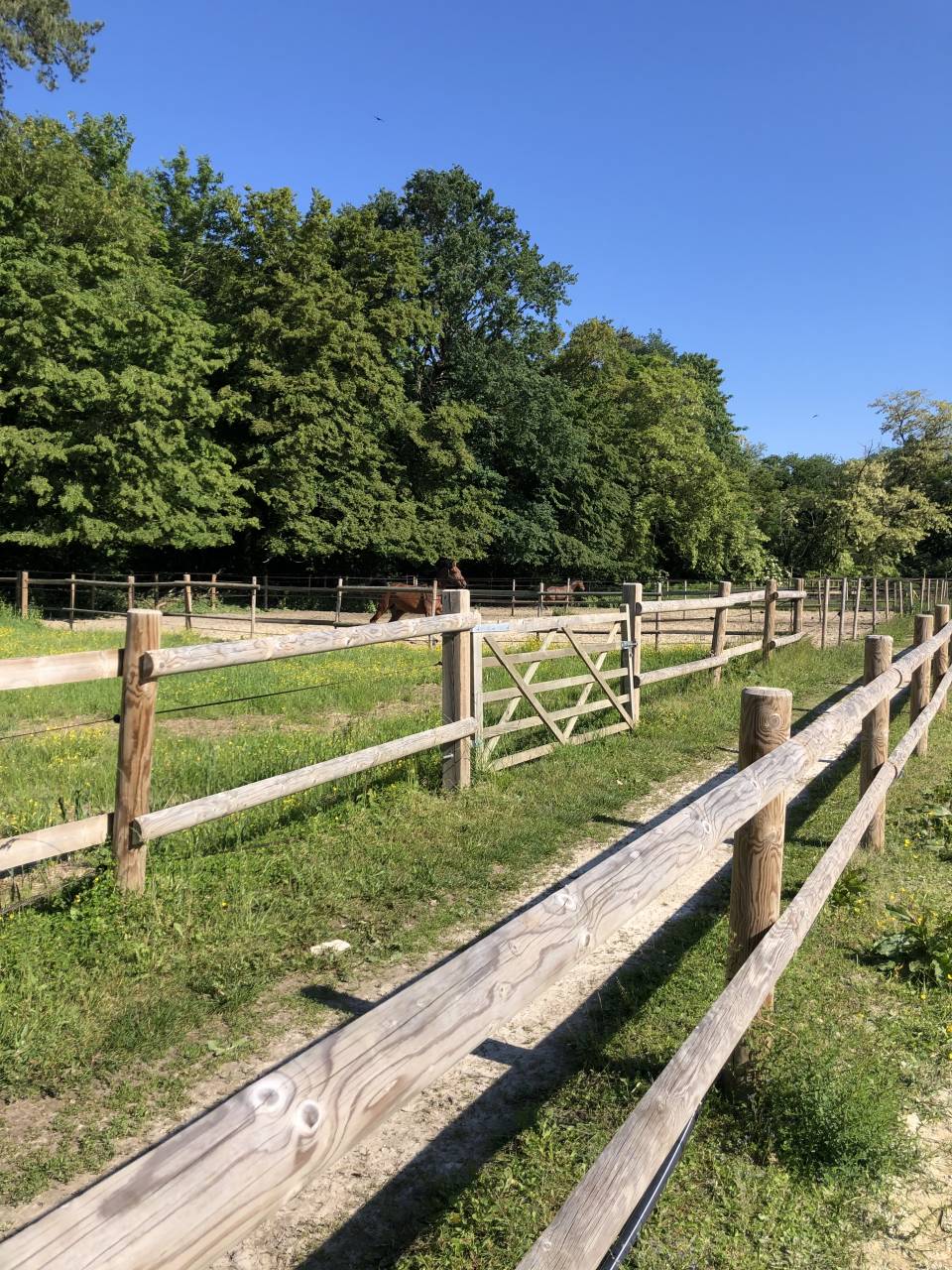 Places en pension et location boxes disponibles 