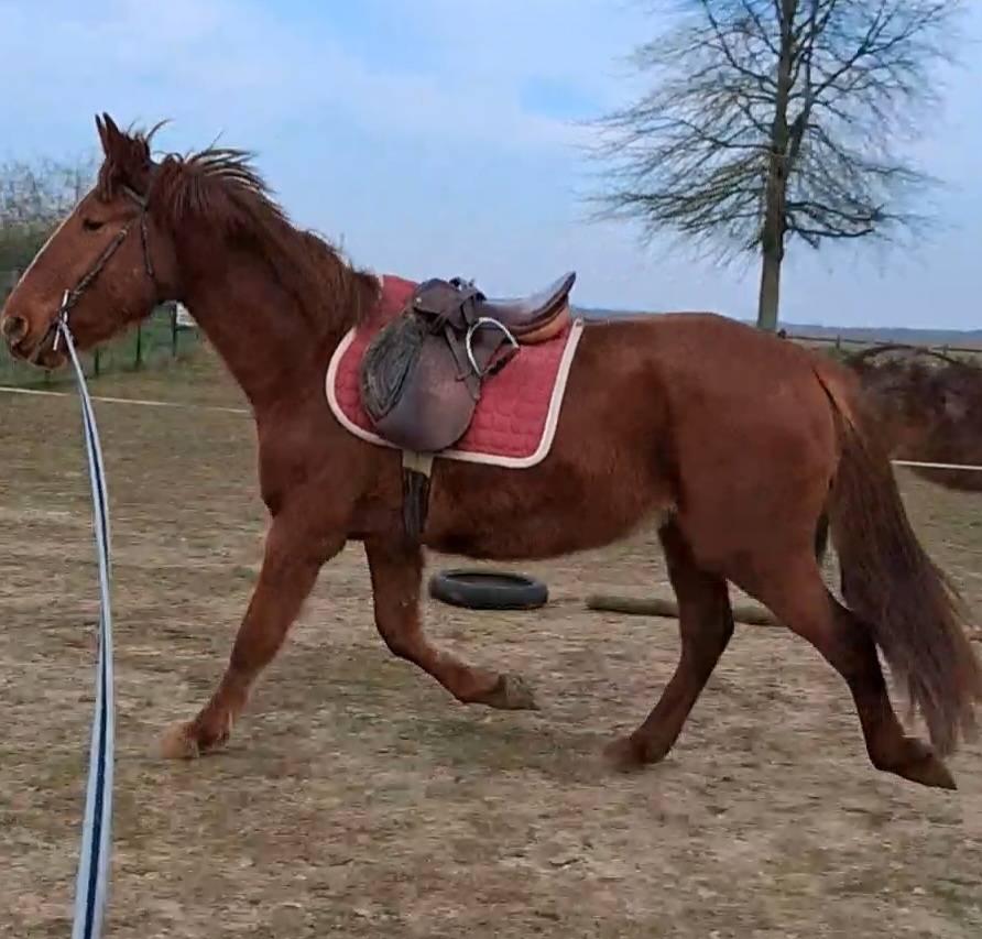 Trotteur hongre 