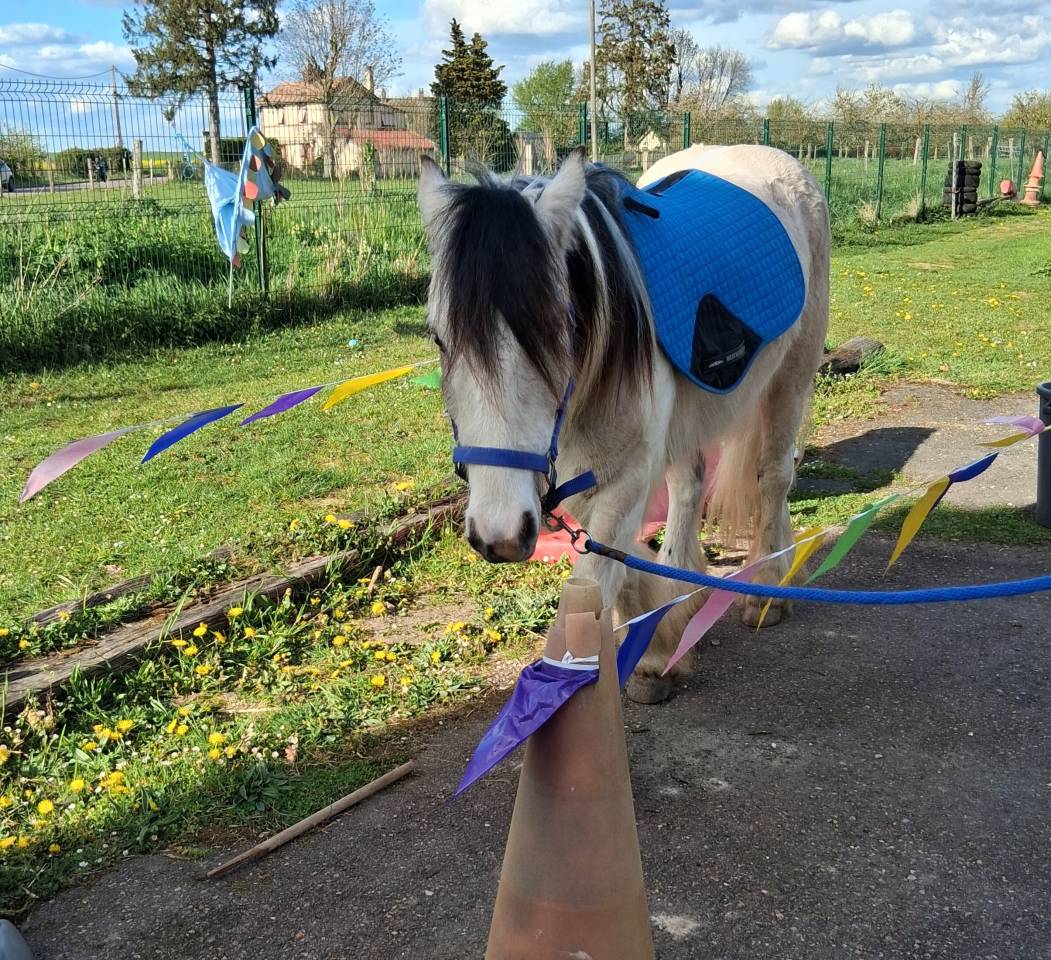 Irish cob 