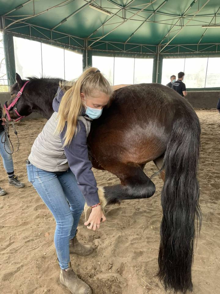 Clémence Richel - Ostéopathe équin 