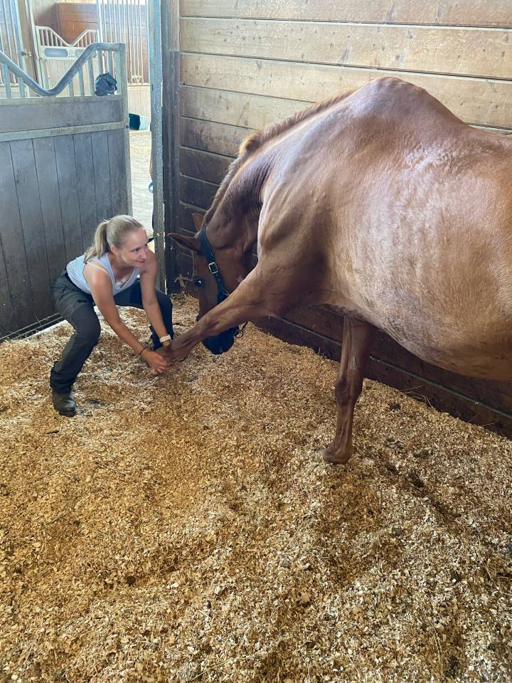 Clémence Richel - Ostéopathe équin 