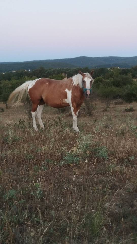 Ibiza jument ONC robe pie