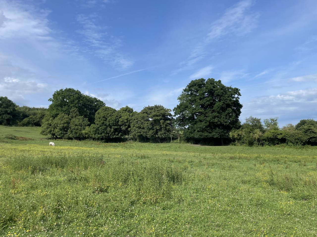 Pension retraite chevaux Calvados 10m Cabourg 