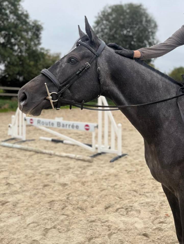 Pur sang typé selle sport ou loisirs