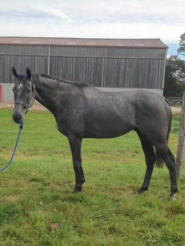 Pur sang typé selle sport ou loisirs