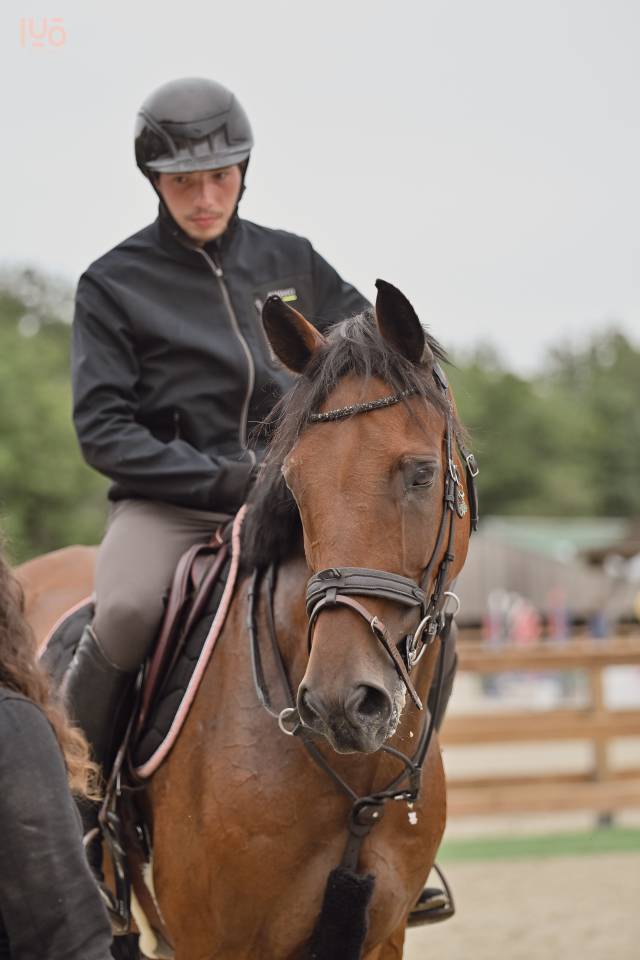 Hongre 13ans pour Amateur Elite