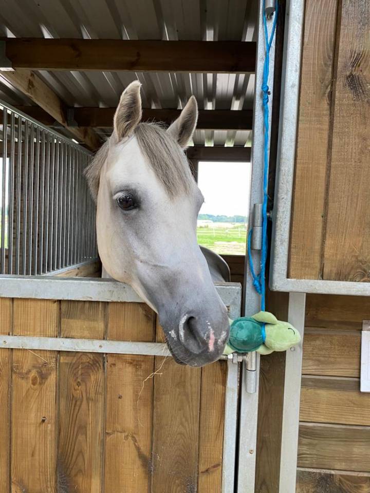 Poney D loisir