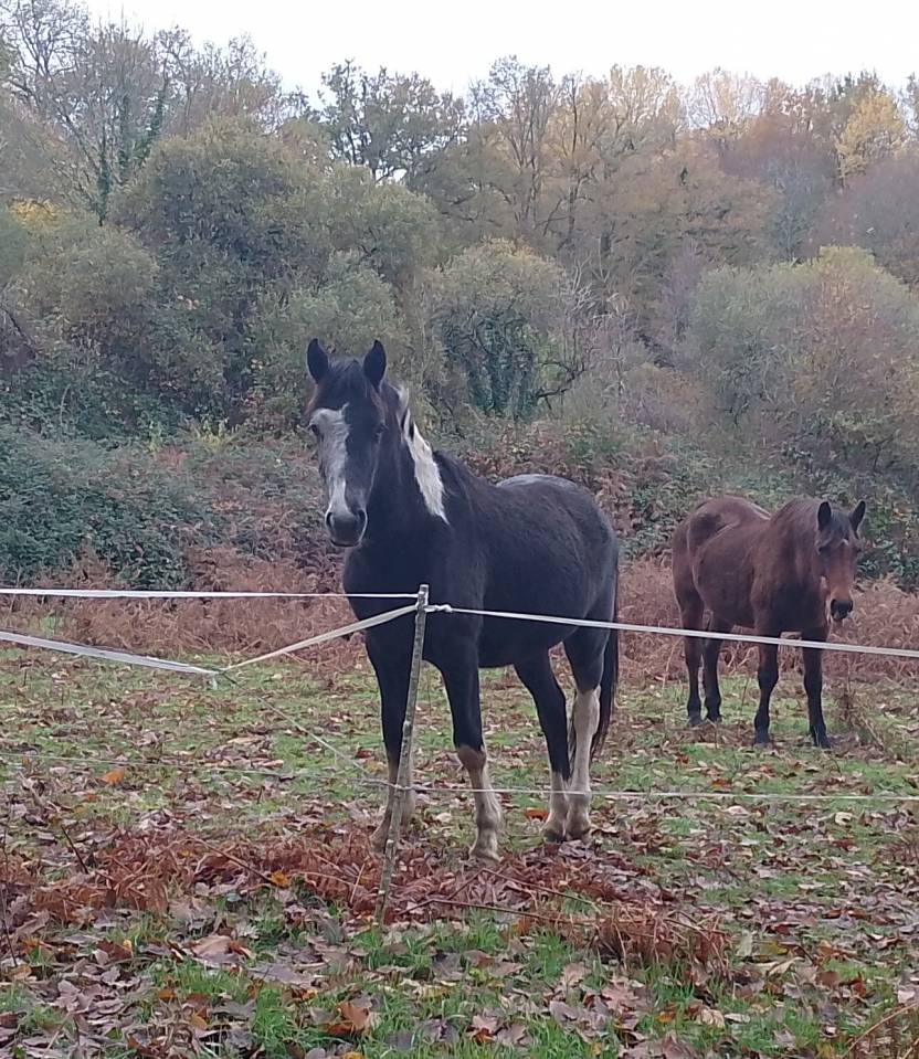 Adorable Poulain Pie Gris OC 