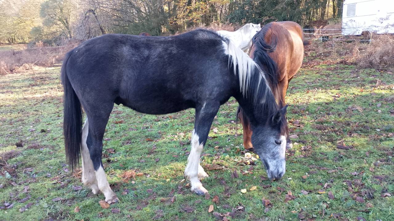 Adorable Poulain Pie Gris OC 