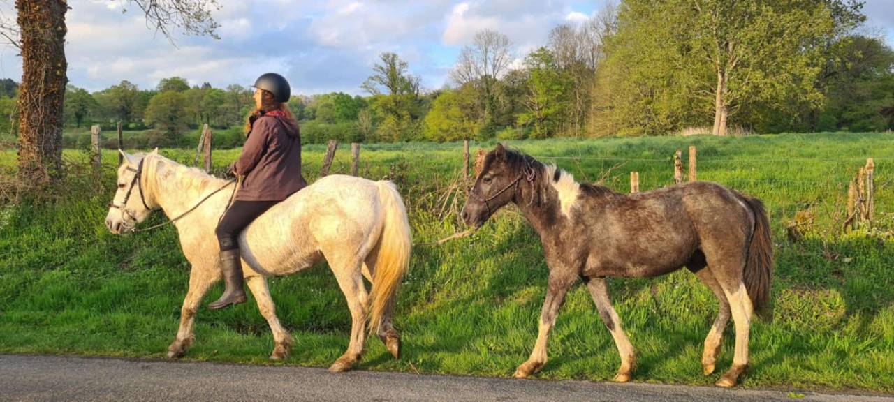 Adorable Poulain Pie Gris OC 