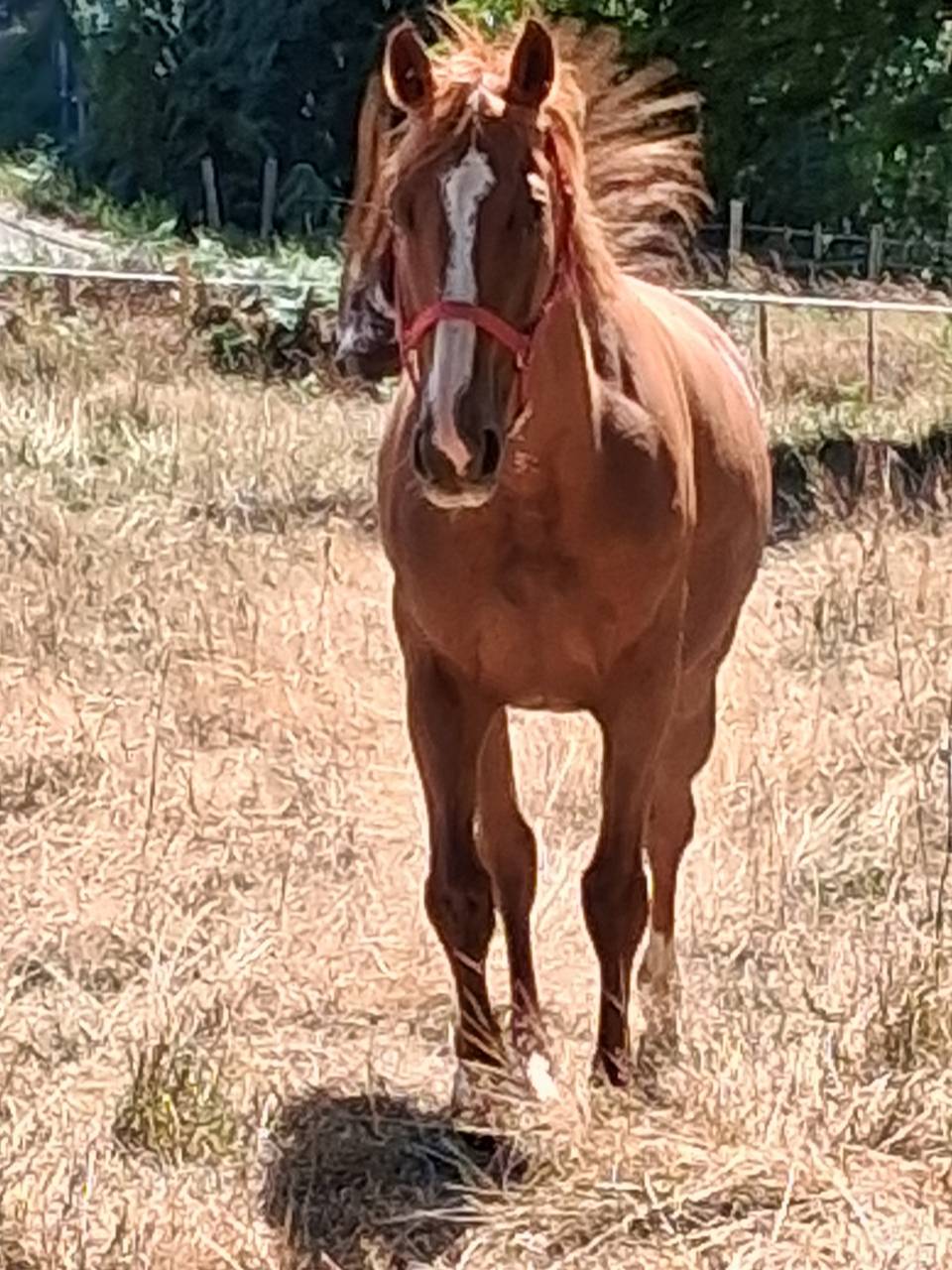 Beau Hongre SF volontaire et porteur