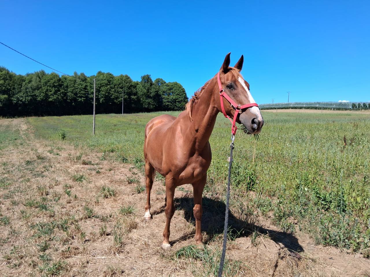 Beau Hongre SF volontaire et porteur