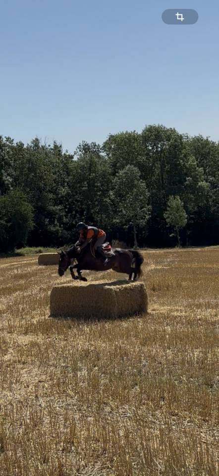 Poney de sport hors côte