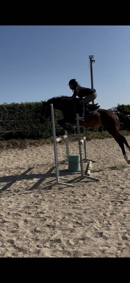 Poney de sport hors côte