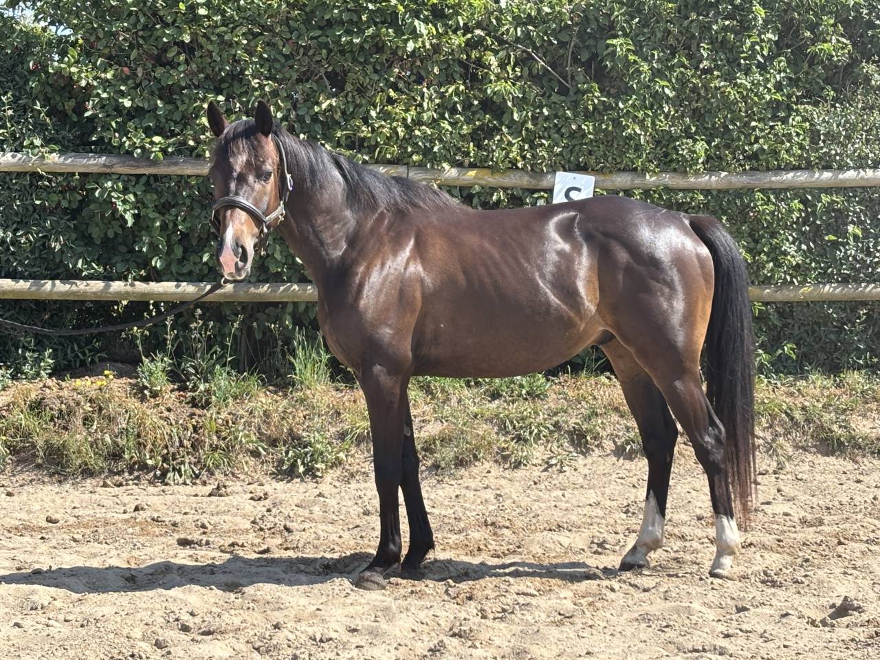 Poney de sport hors côte