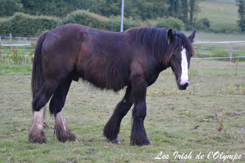 IRISH-COB NGAO de l' Olympe