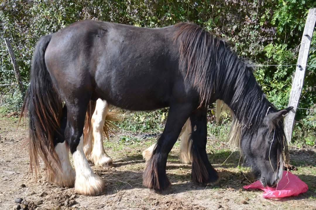 IRISH-COB NGAO de l' Olympe