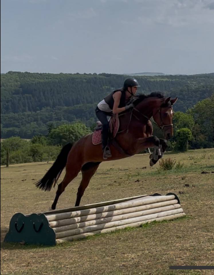 Cheval hongre SF