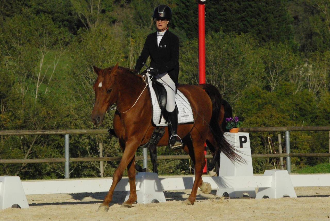 Cheval de dressage 