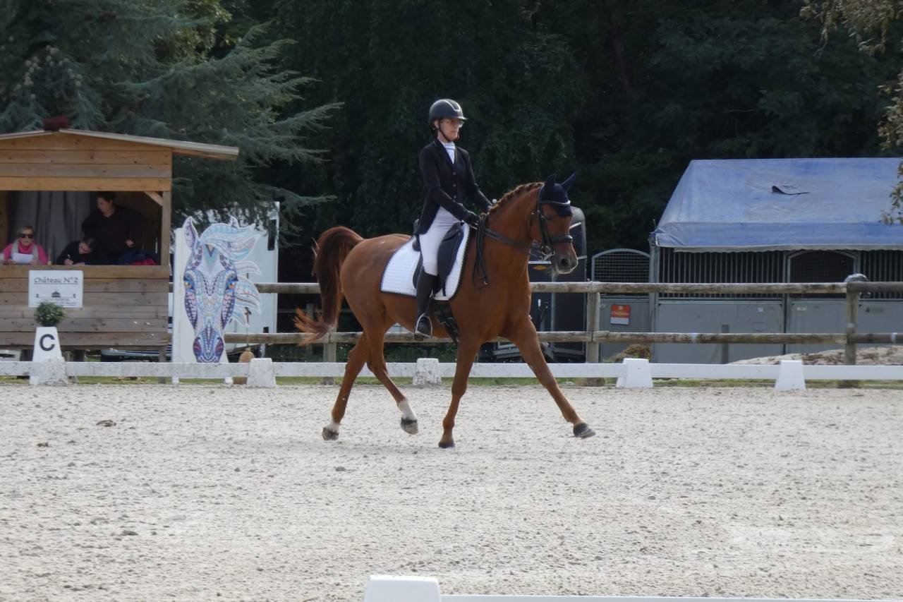 Cheval de dressage 