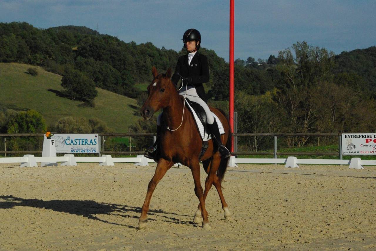 Cheval de dressage 