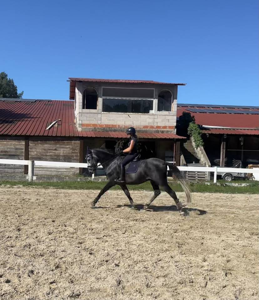 Cheval de dressage