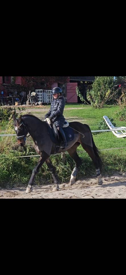 Jument maître d’école 