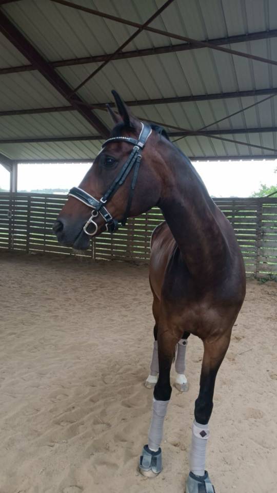 Jument maître d’école 