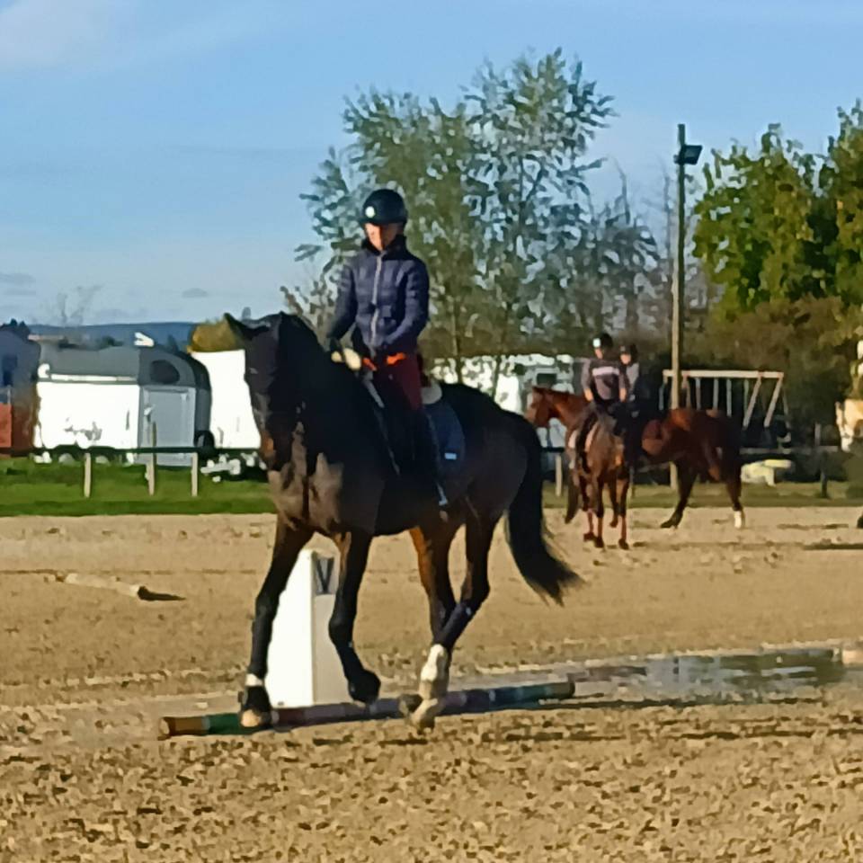 Jument maître d’école 