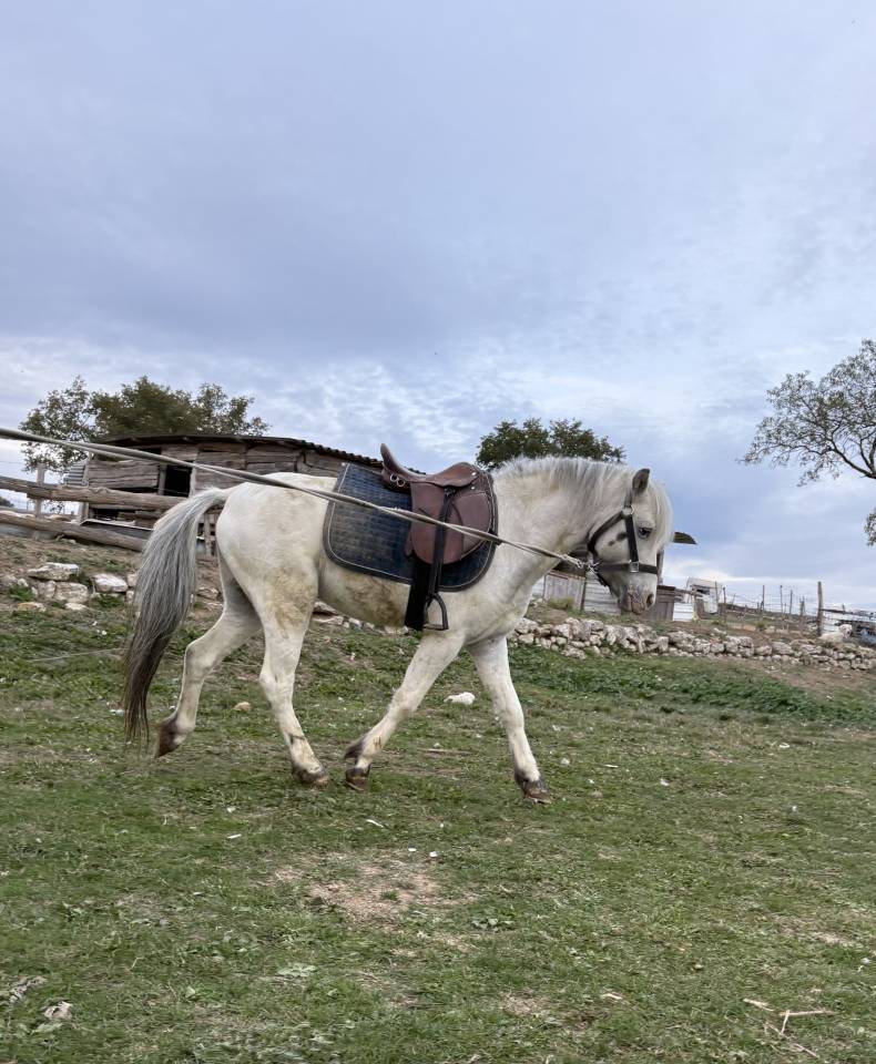 Makao des amandiers Étalon Pucé