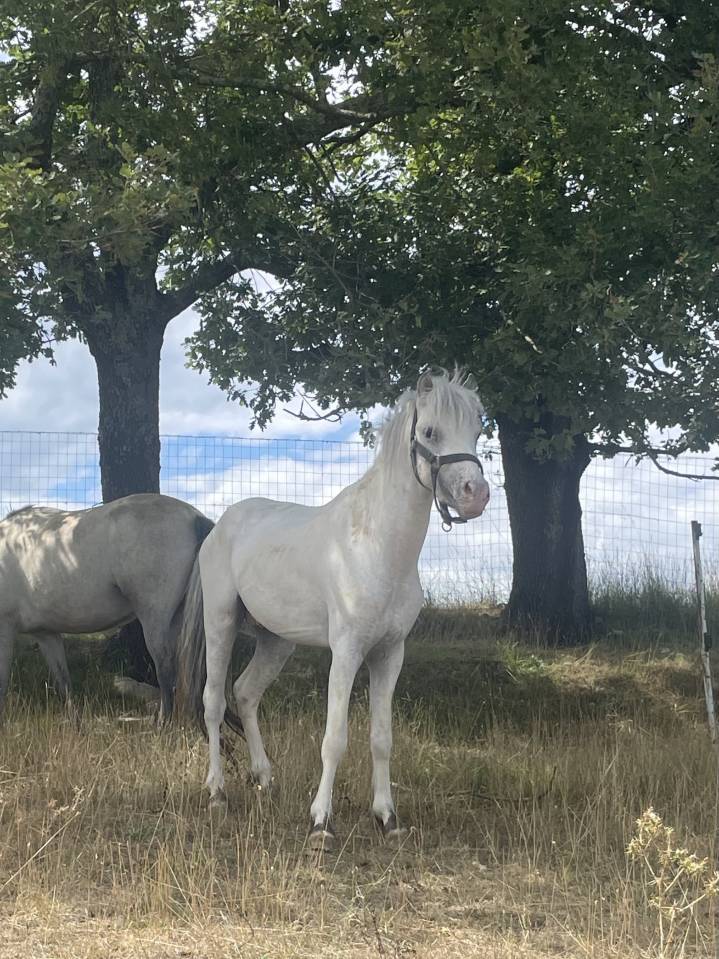 Makao des amandiers Étalon Pucé