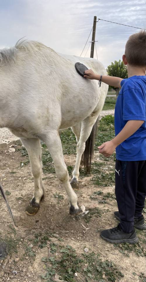 Makao des amandiers Étalon Pucé