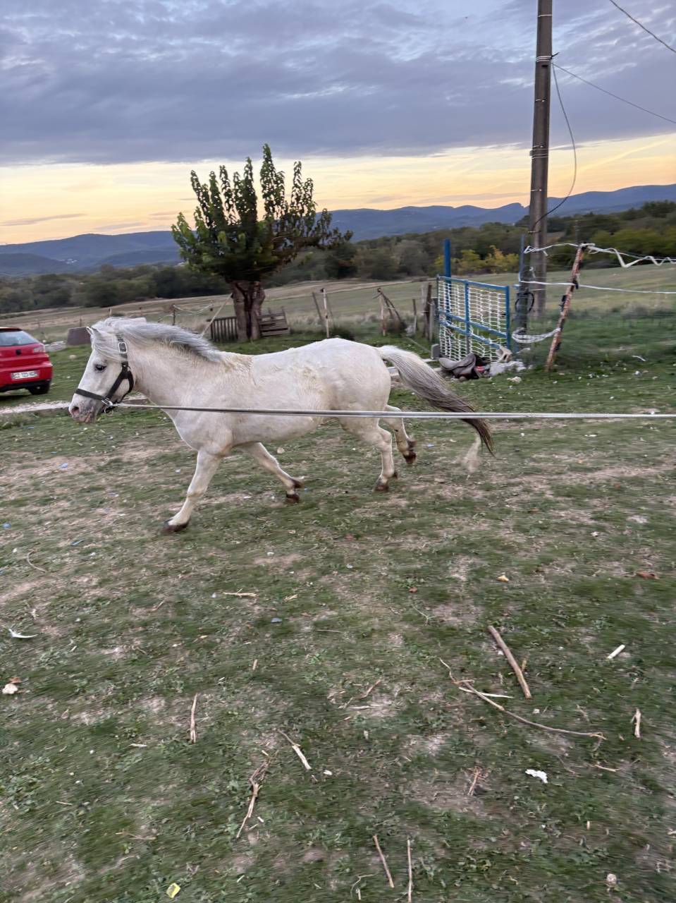 Makao des amandiers Étalon Pucé