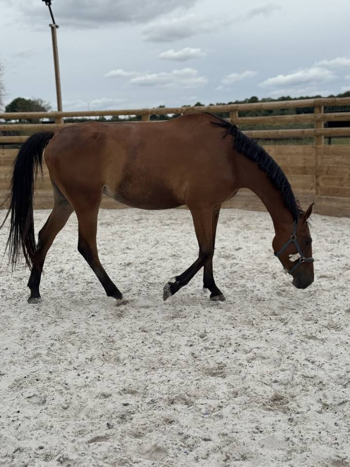 Mellite du Valois jument SF