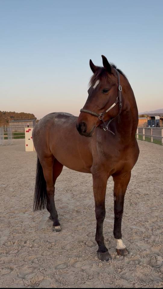 Hongre Holsteiner 8 ans. 